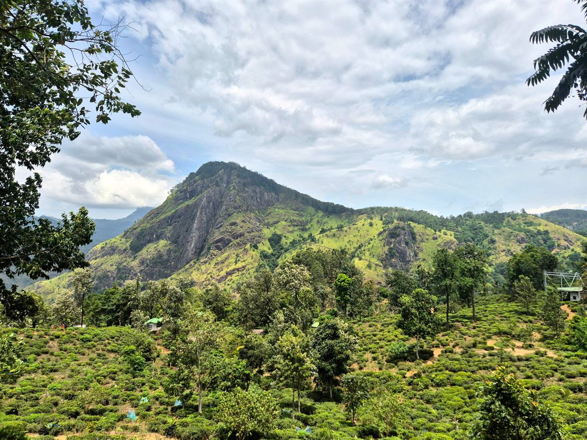 Tea bushes on green hills below a forested peak