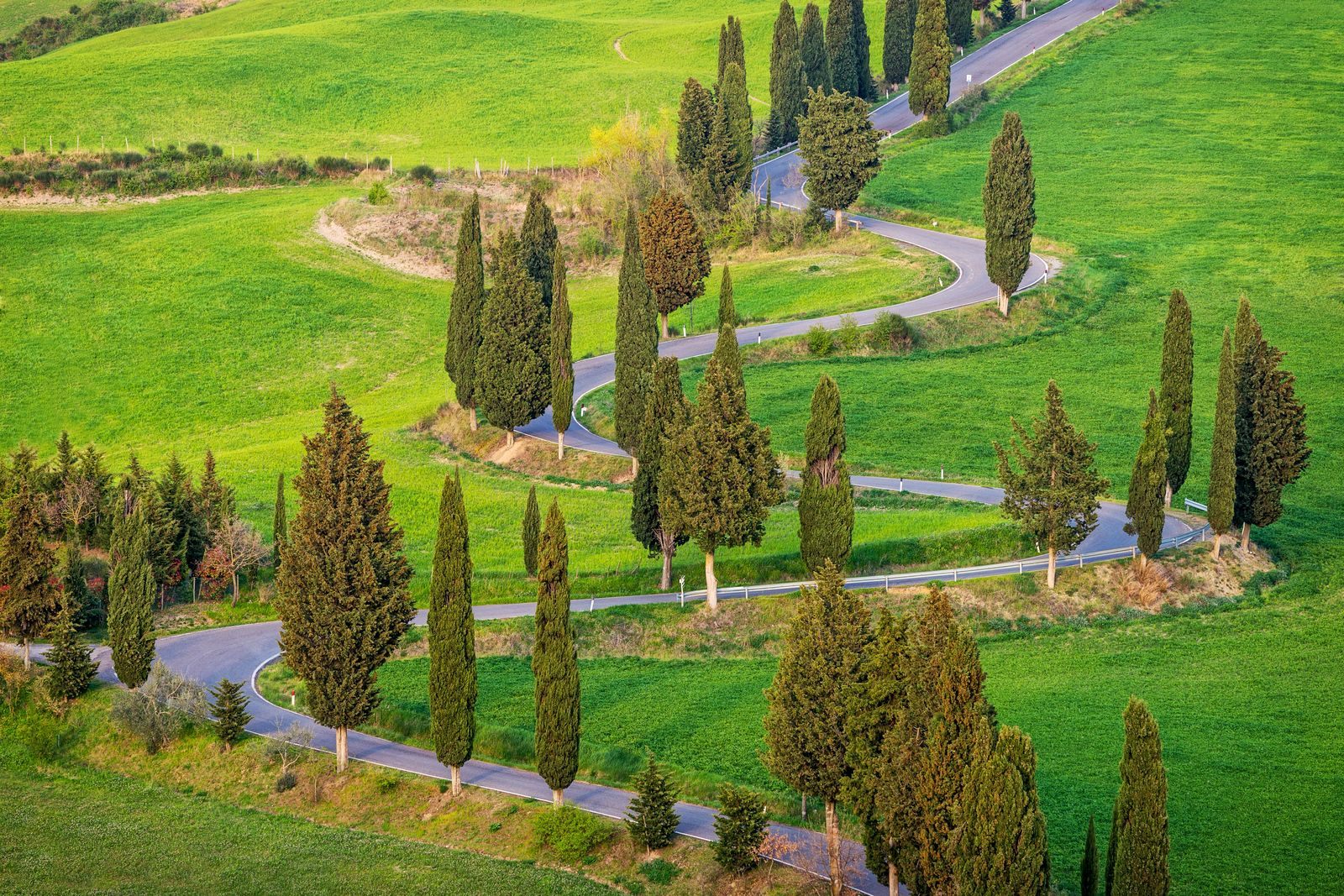 A road zigzagging between cypress trees on green Tuscan hills, a typical day out before tipping your private driver